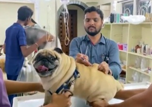 top pet vaccination services in visakhapatnam